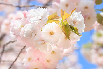 Double cherry blossoms in full bloom - Spring of Japan -