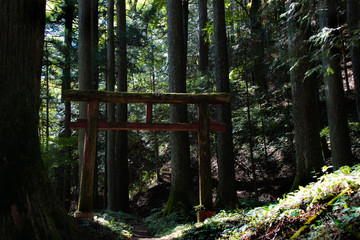 Old shrine in forest