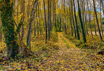 Obraz premium Autumn season in the woodland.