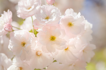 Naklejka na ściany i meble Double cherry blossoms in full bloom - Spring of Japan -