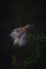 beauty in nature