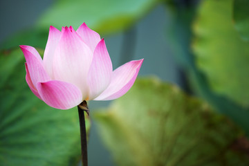close up of beautiful pink lotus flower