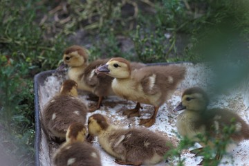 Countryside life and nature