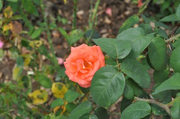 Orange rose