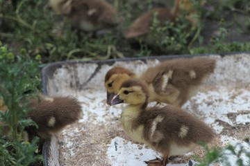 Countryside life and nature