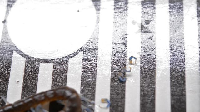 centipede struggling and losing legs on a bug catcher