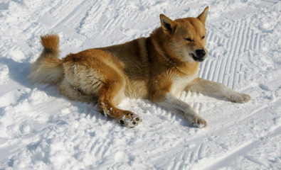 Angry red dog lying on the snow and growls