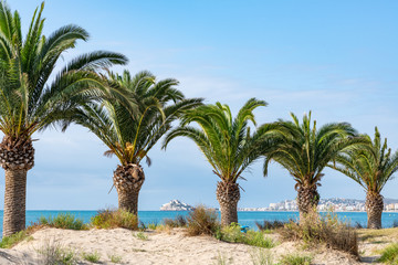 Obraz na płótnie Canvas Palm trees on the beach