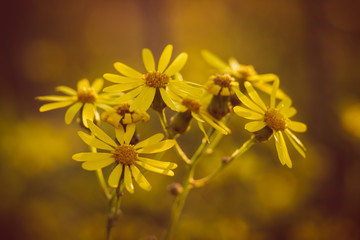 beauty in nature