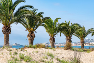 Fototapeta na wymiar Palm trees on the beach