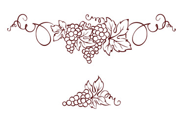 Grapes / Vector illustration, vintage design element