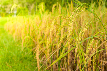 rice plant