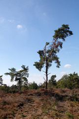 Landscape of Maasduinen National Park with heather and Scots pines, Limburg, Netherlands