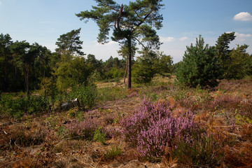 Obraz premium Landscape of Maasduinen National Park with heather and Scots pines, Limburg, Netherlands