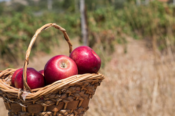 fresh red apples in the wicker basket in the field.