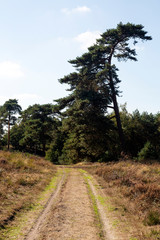 Fototapeta na wymiar Sandy track and crooked Scots pine in Maasduinen National Park, Limburg, Netherlands