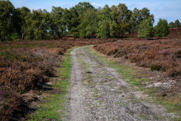 Fototapeta na wymiar Sandy track through withered heath in Maasduinen National Park, Limburg, Netherlands