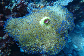 Underwater Fiji © androse