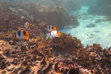 Underwater Fiji © androse