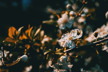 White flowers on the branch