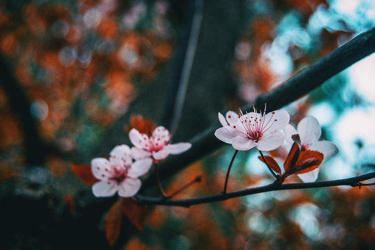 Close-up of small light pink flowers