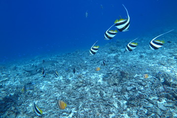 Underwater Fiji © androse