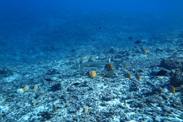 Plakat Underwater Fiji