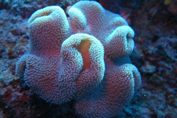 Underwater Fiji © androse