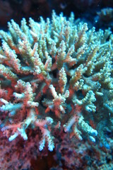 Naklejka na ściany i meble Underwater Fiji