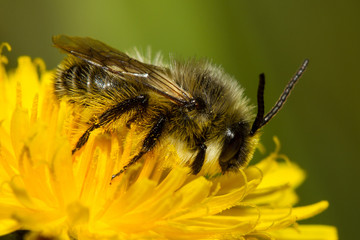 bee on a yellow flower