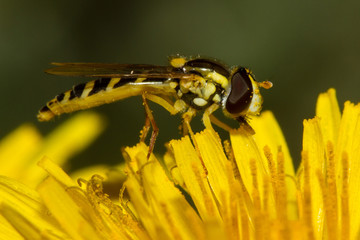 scorpion fly on a yellow flower