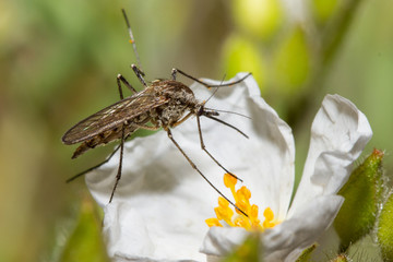 mosquito sucking a flower © manatus