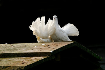 Twee sierduiven doen de paringsdans © photoPepp
