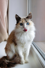 Portrait of adorable tortoiseshell fluffy cat with blue eyes stuck out tongue sitting near to a window.