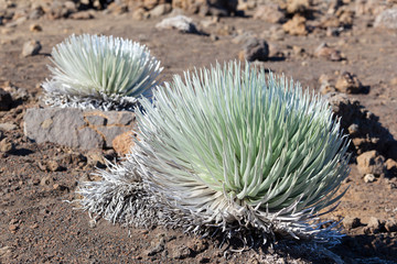 Haleakala Silversword Plant, Maui