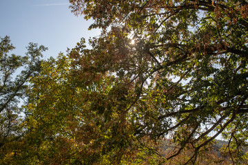 Herbst in der Sächsische Schweiz