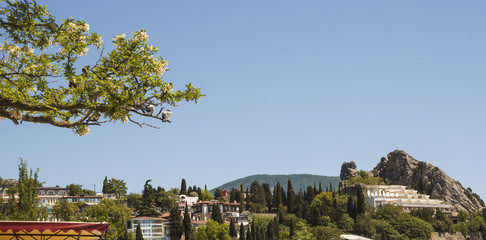 Fototapeta premium Spring branch of flowering acacia with sitting pigeons on the background of the blue sky and the village in the mountains.South coast of Crimea.
