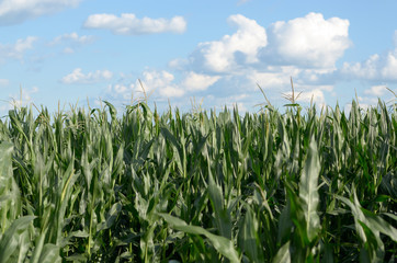 Obraz premium Green Corn Field summer sunny day in Uklraine