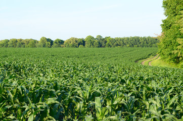 Fototapeta na wymiar Green Corn Field summer sunny day in Uklraine