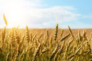 Wheat field under blue sky