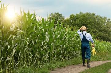 Middle age Farmer inspecting maize at field