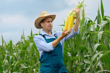 Middle age Farmer hold fresh organic corn cobs in his hands. Harvest care concept