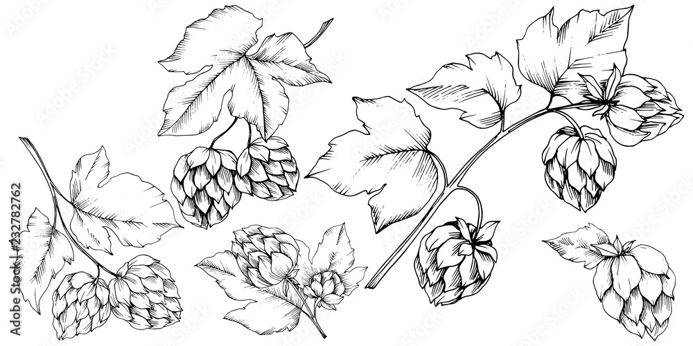 Wall mural vector. black and white engraved humulus ink art. isolated humulus illus