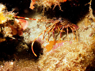 Scuba Diving Malta - -  Ras ir-Raheb point