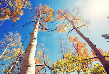 Fototapeta premium Autumn forest