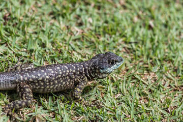Pequeno lagarto selvagem azul na grama verde do parque em busca de alimento