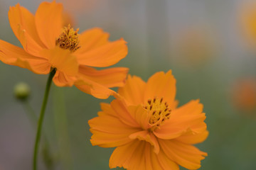 コスモス・ミツバチ・花粉・オレンジ・花