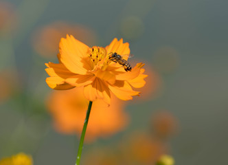 コスモス・ミツバチ・花粉・オレンジ・花