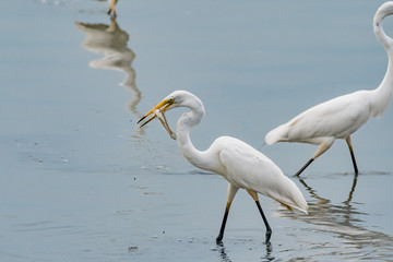 Great Egret catching a fish