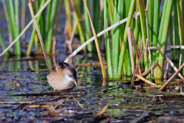 Little Crake (Porzana parva), Greece